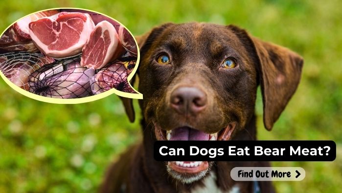 Can Dogs Eat Bear Meat