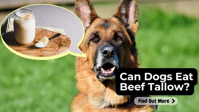 Can Dogs Eat Beef Tallow