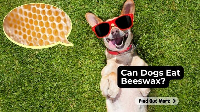 Can Dogs Eat Beeswax