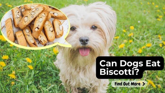 Can Dogs Eat Biscotti