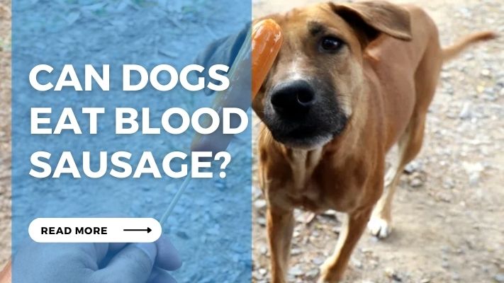 Can Dogs  Eat Blood Sausage