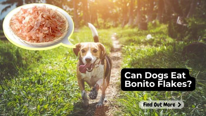 Can Dogs Eat Bonito Flakes