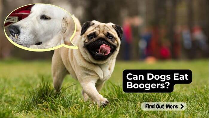 Can Dogs Eat Boogers