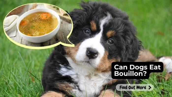 Can Dogs Eat Bouillon