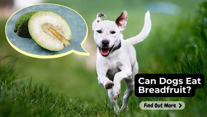 Can Dogs Eat Breadfruit