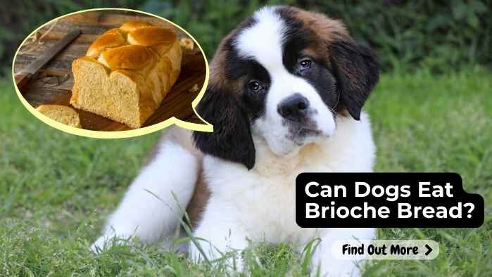 Can Dogs Eat Brioche Bread