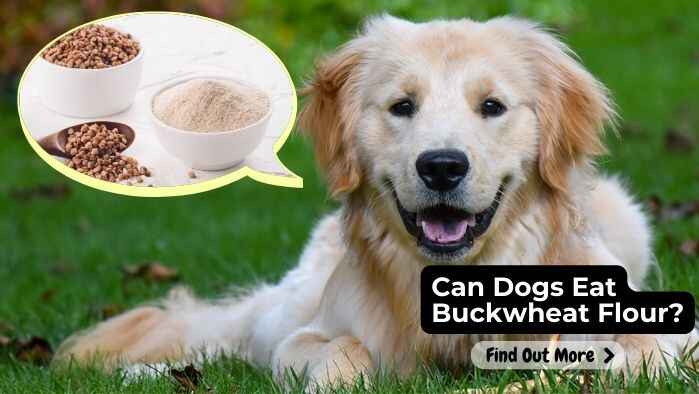 Can Dogs Eat Buckwheat Flour