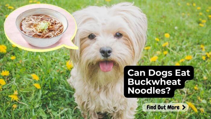 Can Dogs Eat Buckwheat Noodles