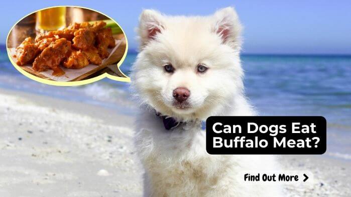 Can Dogs Eat Buffalo Meat