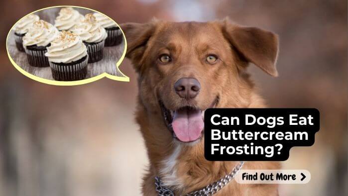 Can Dogs Eat Buttercream Frosting