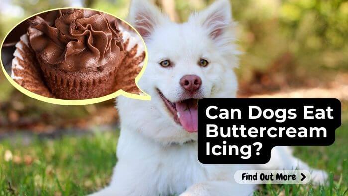 Can Dogs Eat Buttercream Icing