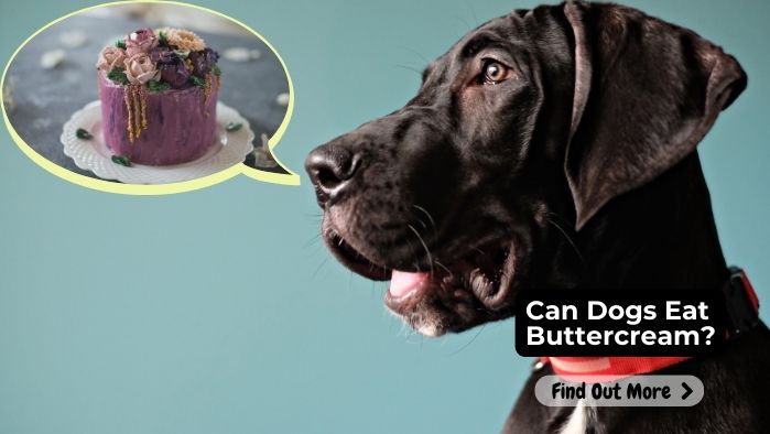 Can Dogs Eat Buttercream