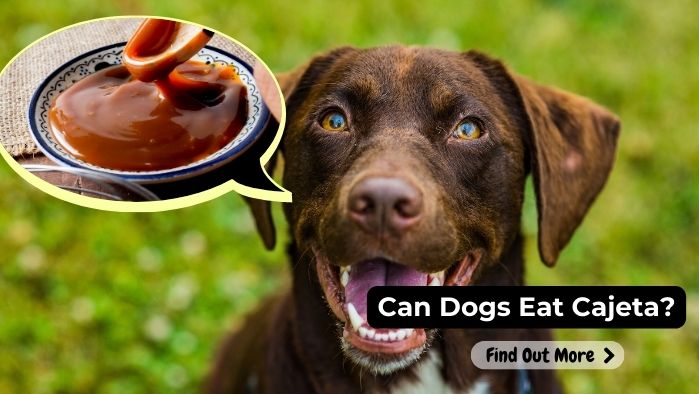 Can Dogs Eat Cajeta