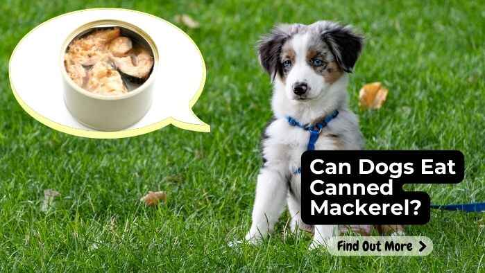 Can Dogs Eat Canned Mackerel