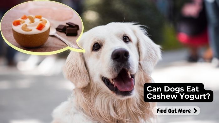 Can Dogs Eat Cashew Yogurt?