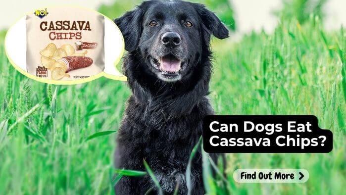 Can Dogs Eat Cassava Chips