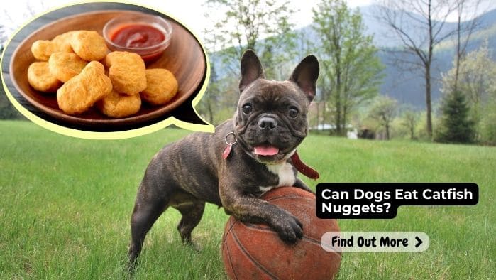 Can Dogs Eat Catfish Nuggets