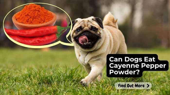 Can Dogs Eat Cayenne Pepper Powder