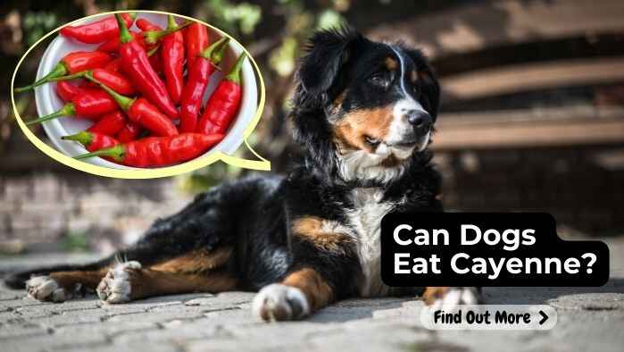 Can Dogs Eat Cayenne