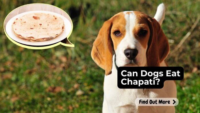 Can Dogs Eat Chapati