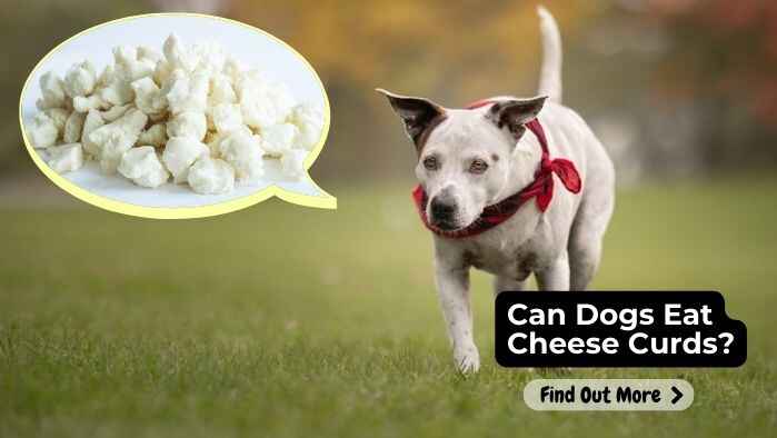 Can Dogs Eat Cheese Curds