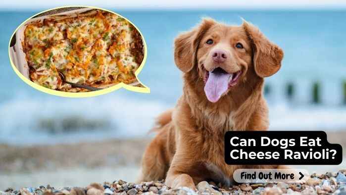 Can Dogs Eat Cheese Ravioli