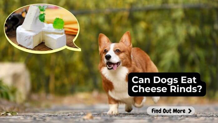 Can Dogs Eat Cheese Rinds