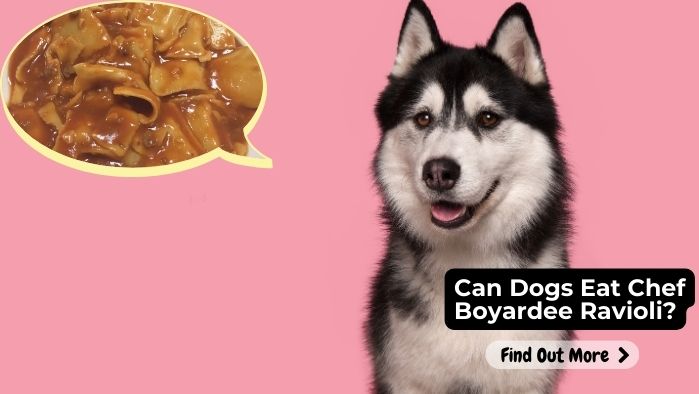 Can Dogs Eat Chef Boyardee Ravioli