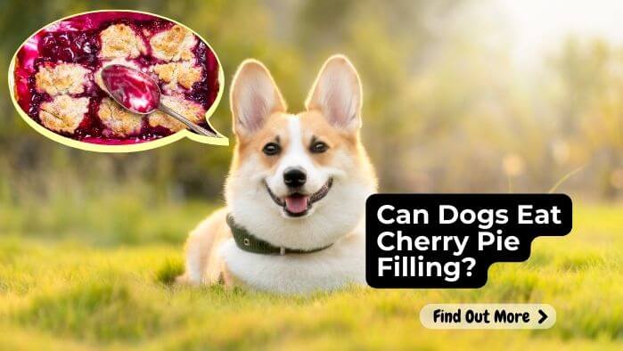 Can Dogs Eat Cherry Pie Filling