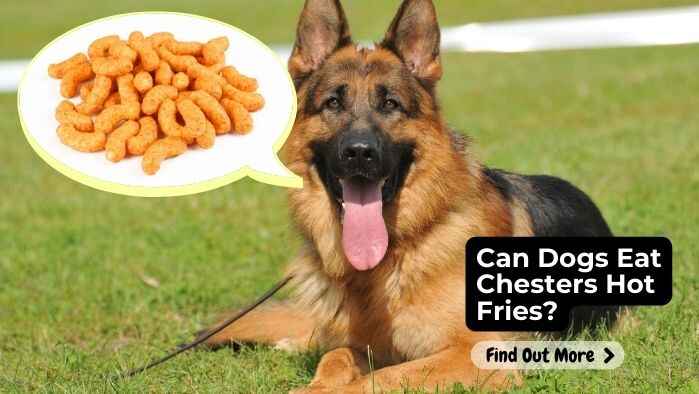 Can Dogs Eat Chesters Hot Fries