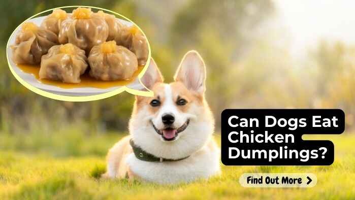 Can Dogs Eat Chicken Dumplings