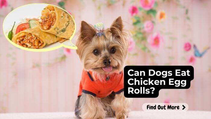 Can Dogs Eat Chicken Egg Rolls