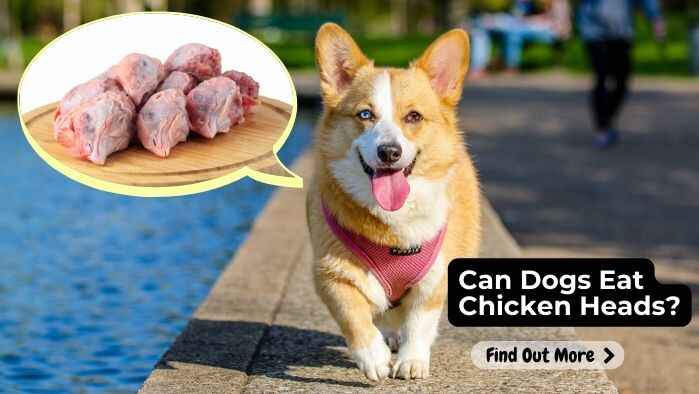 Can Dogs Eat Chicken Heads