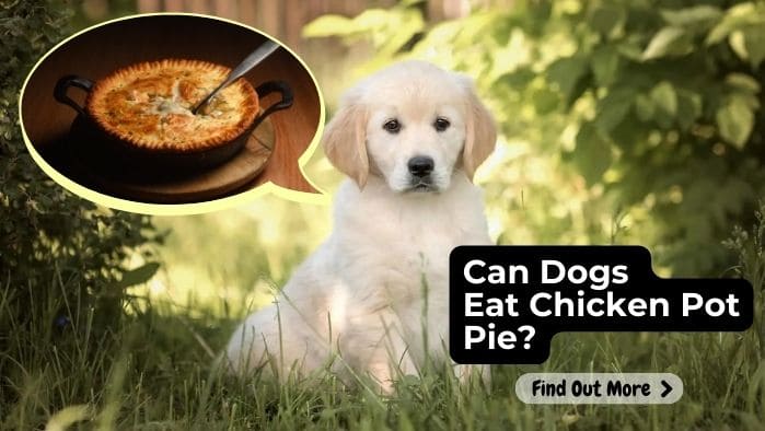 Can Dogs Eat Chicken Pot Pie?