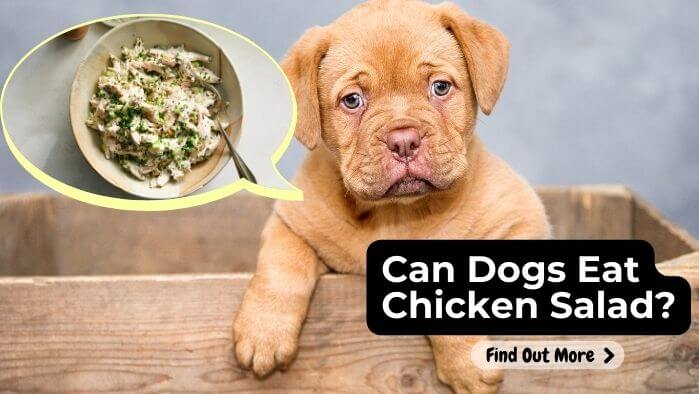 Can Dogs Eat Chicken Salad