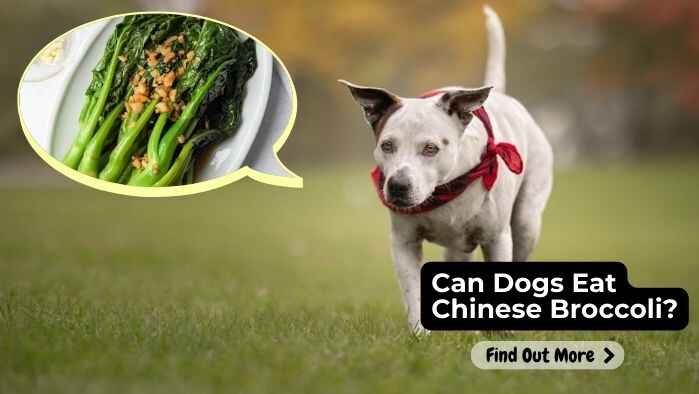 Can Dogs Eat Chinese Broccoli