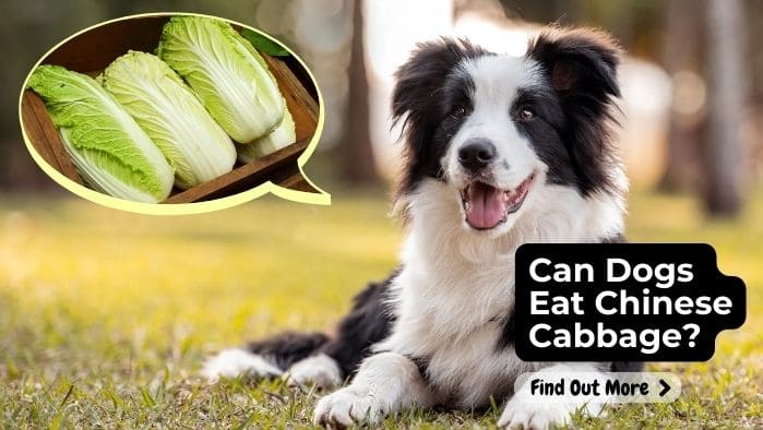 Can Dogs Eat Chinese Cabbage