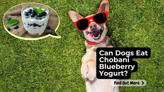 Can Dogs Eat Chobani Blueberry Yogurt