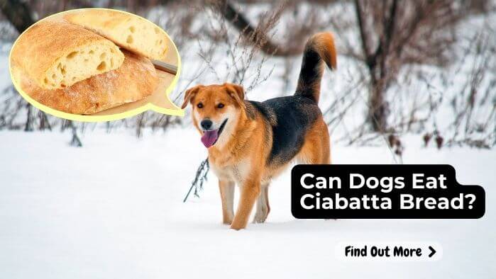 Can Dogs Eat Ciabatta Bread