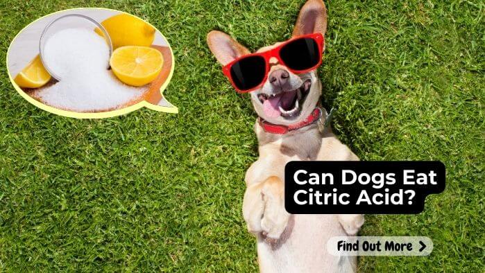 Can Dogs Eat Citric Acid