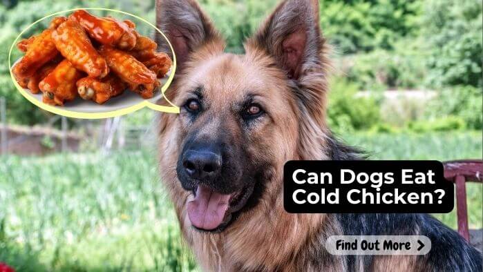 Can Dogs Eat Cold Chicken