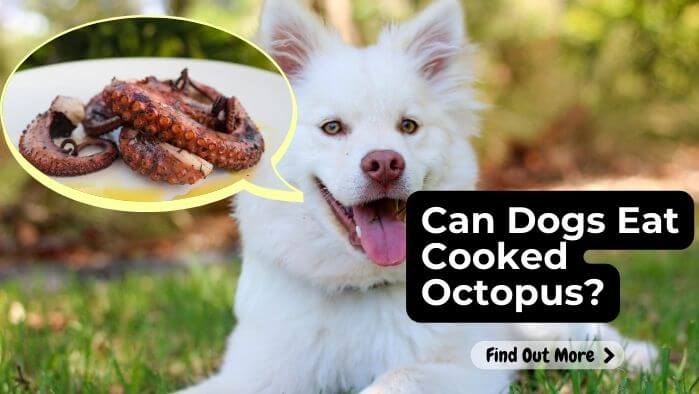 Can Dogs Eat Cooked Octopus