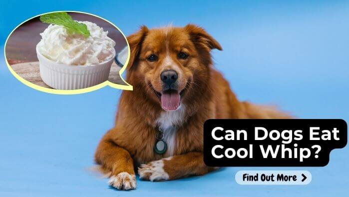 Can Dogs Eat Cool Whip