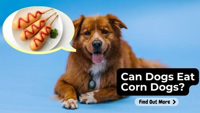 Can Dogs Eat Corn Dogs