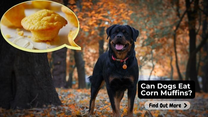 Can Dogs Eat Corn Muffins