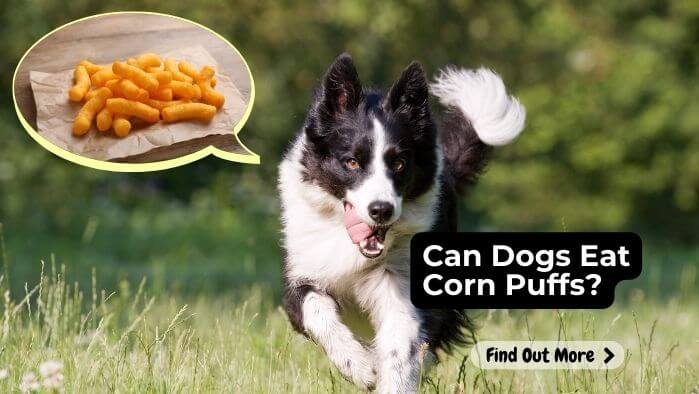 Can Dogs Eat Corn Puffs