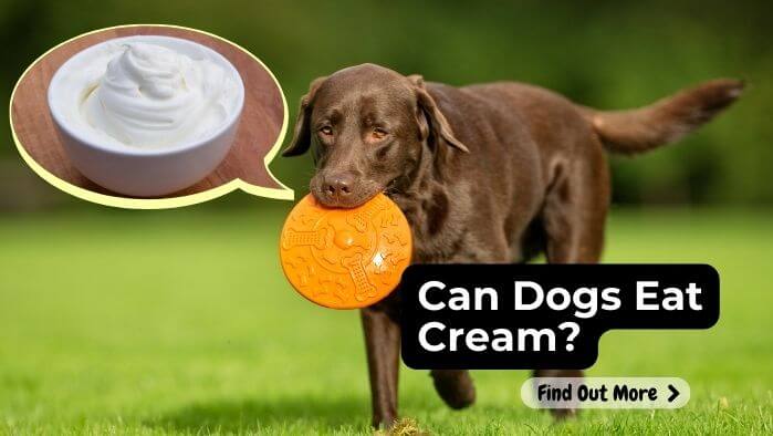 Can Dogs Eat Cream