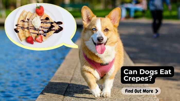 Can Dogs Eat Crepes