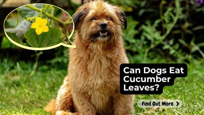 Can Dogs Eat Cucumber Leaves