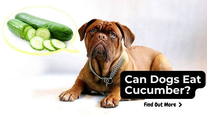 Can Dogs Eat Cucumber